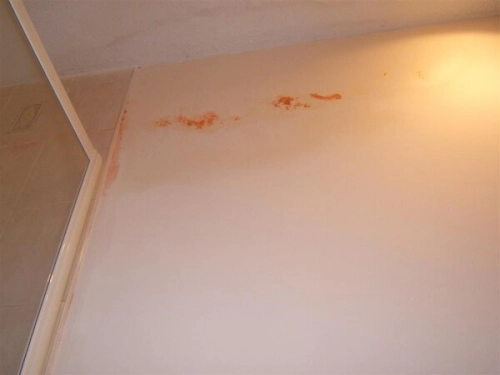 Pink Mold On Walls